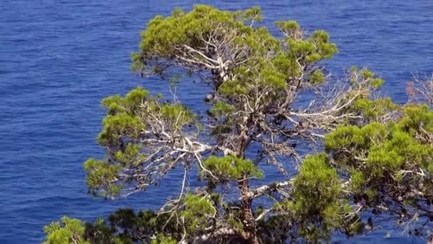 La mer bleue et la végétation verte à la ligne de falaise — Video