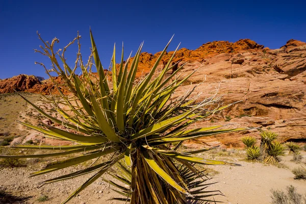 Vegetation in the Valley of Fire — Stock Photo, Image