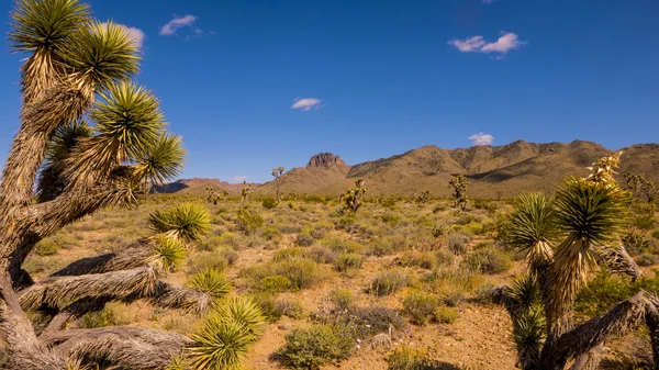 Vegetation in the Valley of Fire — Stock Photo, Image