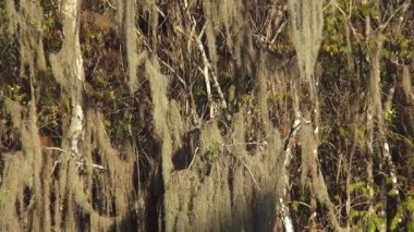 Floridas Everglades büyük doğa