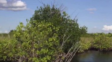 Doğa Floridas sulak alanların