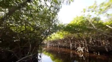 atış mangrov orman geniş açı ile binmek