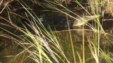 Timsah Everglades Floridas yaban hayatı