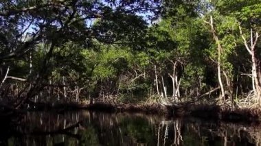 Mangrov orman Everglades Florida