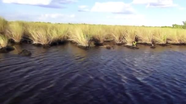Reed nos Everglades — Vídeo de Stock