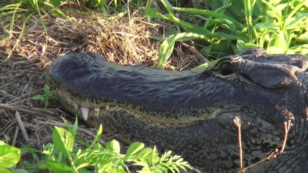 Alligator in the Everglades Floridas wildlife — Stock Video