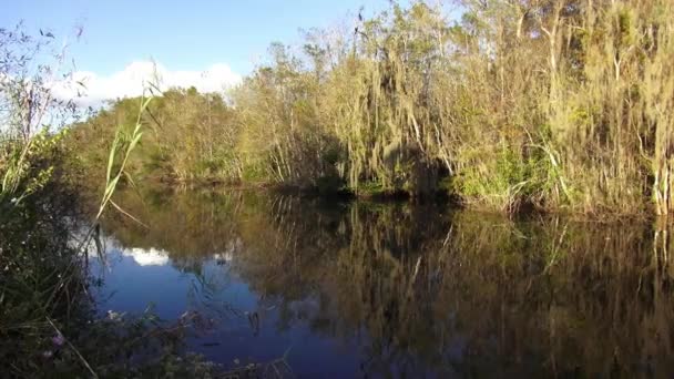 Naturaleza típica de los Everglades del Sur de Florida — Vídeos de Stock