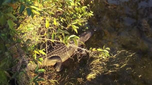 Большой аллигатор, ленивый на солнце — стоковое видео
