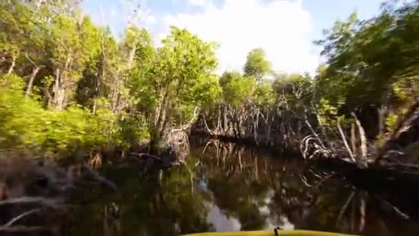 Spännande airboat tur genom Everglades — Stockvideo