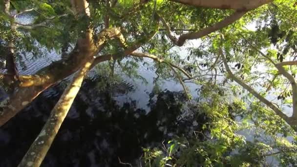 Красивые пейзажи Флоридаса Эверглейдса — стоковое видео