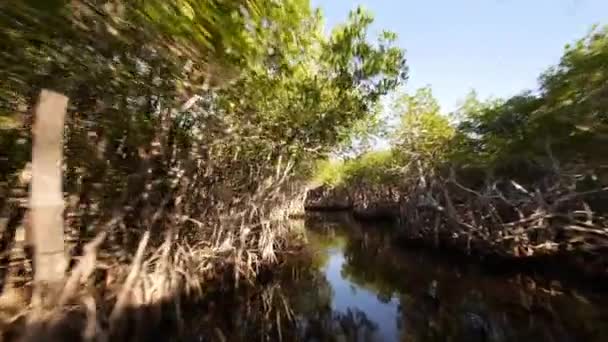 Rida genom mangrove skogen vidvinkel skott — Stockvideo