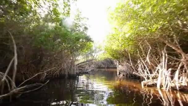 Bevat mangrove bos achtergrondverlichting schot — Stockvideo