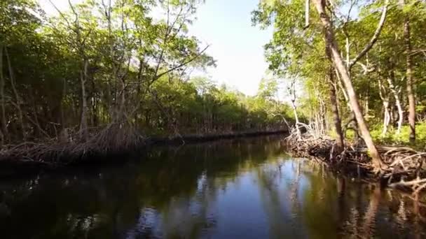 tour en bateau à travers la forêt de mangroves plan grand angle 