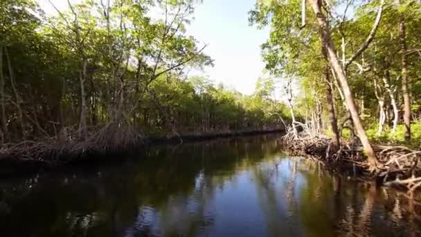 Tour en bateau à travers la forêt de mangroves plan grand angle — Video