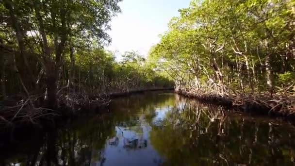 Airboat lovagolni keresztül mangrove erdő széles szög lövés — Stock videók