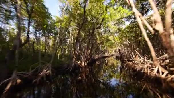 Airboat passeio através de manguezal floresta ângulo largo tiro — Vídeo de Stock