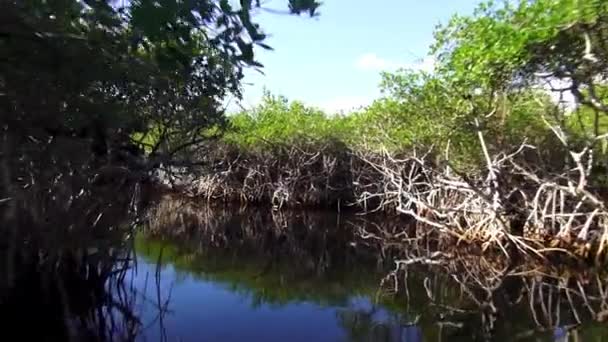 Fantasztikus Airboat lovagolni az Everglades — Stock videók