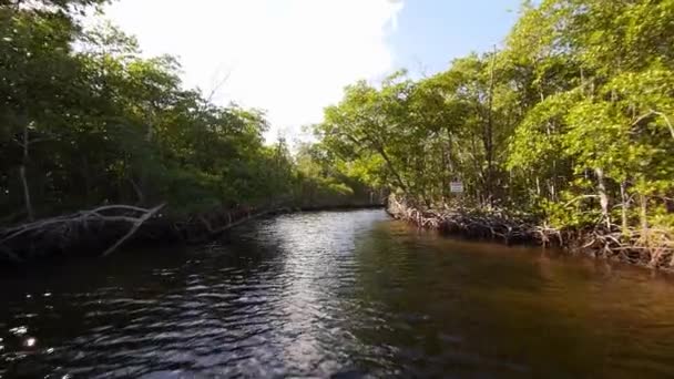 Rida genom mangrove skogen vidvinkel skott — Stockvideo