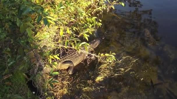 Jacaré nos Everglades Floridas vida selvagem — Vídeo de Stock