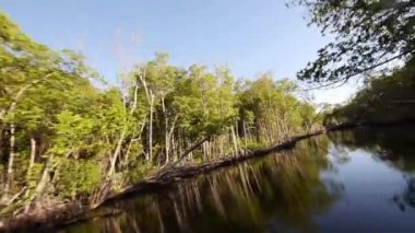 tekne yolculuğu mangrov orman geniş açısı shot