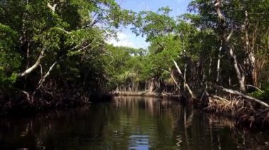 Everglades mangroves ile yolculuk romantik