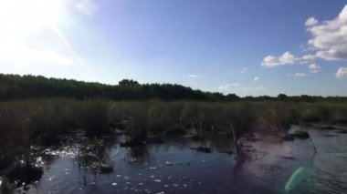 Floridas Everglades büyük doğa