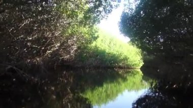 Everglades mangroves ile yolculuk romantik