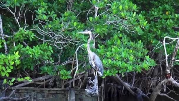 Wildtiere in Floridas Everglades — Stockvideo