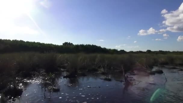 Υπέροχη φύση της Φλόριδας Everglades — Αρχείο Βίντεο