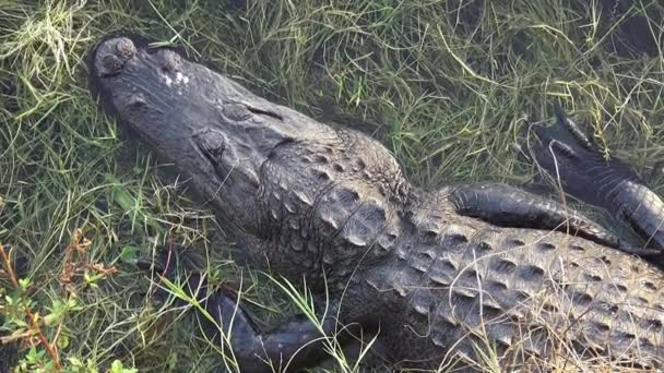 Gran cocodrilo en los Everglades — Vídeo de stock