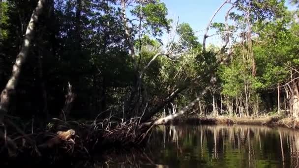 Nature incroyable de la mangrove des Evergaldes 
