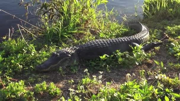 Timsah Everglades Floridas yaban hayatı — Stok video