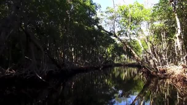 Skvělá povaha Floridas Everglades — Stock video