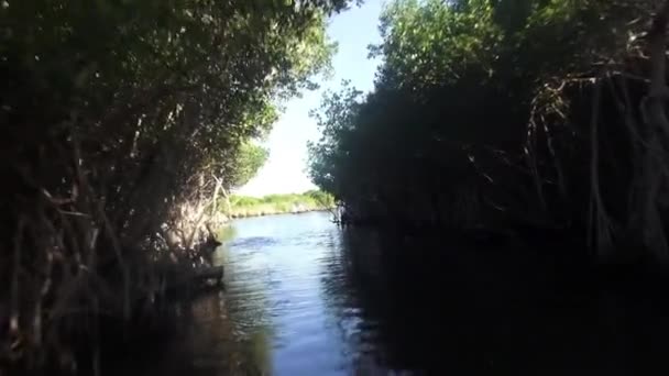 Airboat Ride through mangrove forest — Stock Video