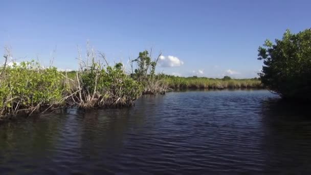 Gran naturaleza de los Everglades Floridas — Vídeo de stock