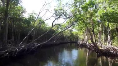 Mangrov orman ile tekne yolculuk