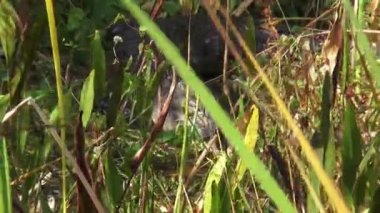 Evergaldes vahşi timsah