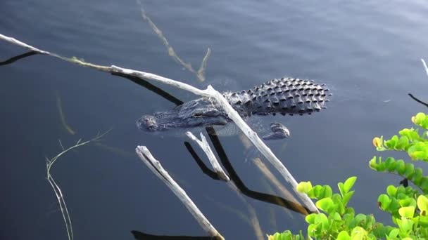 Alligator nageant sur un lac — Video