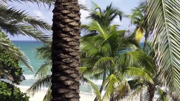 Palmen am schönen Strand von ft. lauderdale — Stockvideo