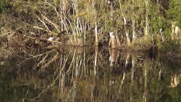 Hermosos paisajes de los Everglades Floridas — Vídeos de Stock