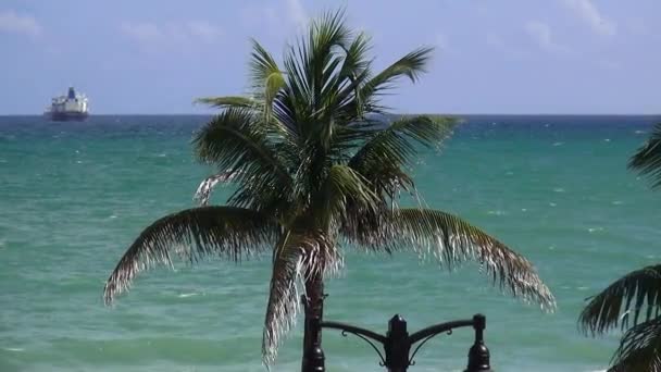 Palm trees at beautiful beach of Ft. Lauderdale — Stock Video