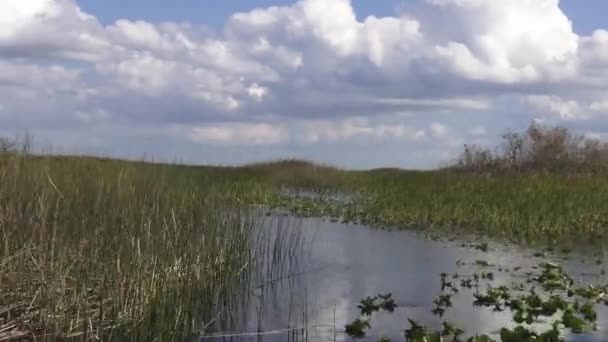 Hisnande Airboat tur i Everglades — Stockvideo