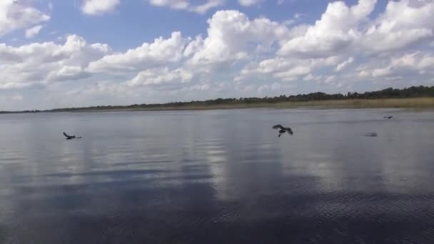 Airboat їзди по водно-болотних угідь в центральній Флориді — стокове відео