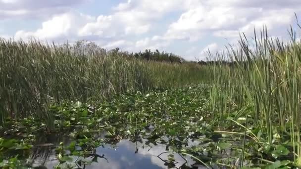 Gran naturaleza de los humedales de Floridas Central — Vídeos de Stock