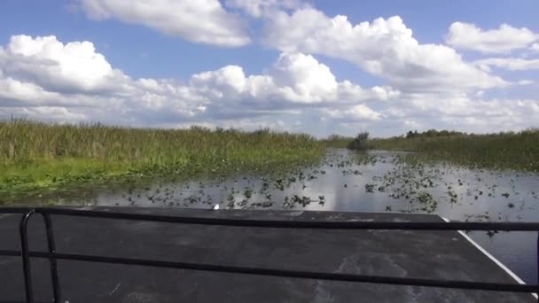 Hisnande Airboat tur i Everglades — Stockvideo