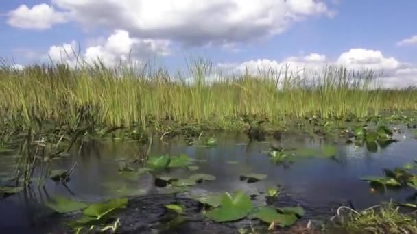 Airboat Cavalcare attraverso le zone umide in Florida centrale — Video Stock