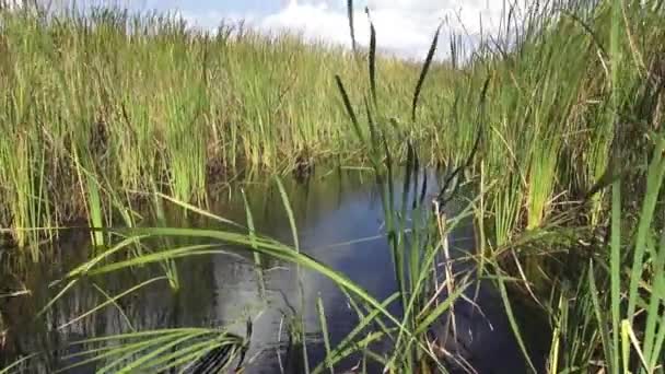 Caña en los humedales de Floridas — Vídeos de Stock