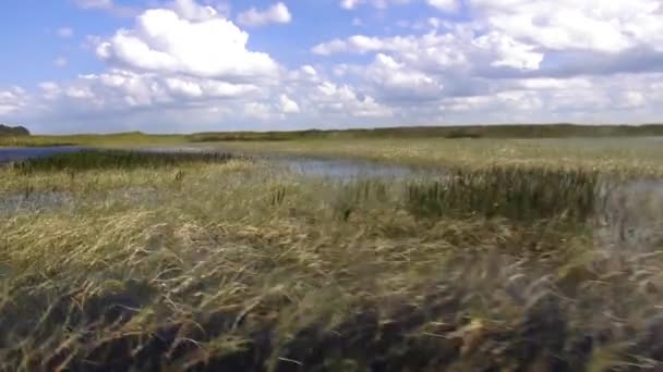 Airboat tur genom våtmarker i centrala Florida — Stockvideo