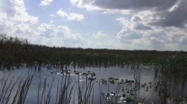 Merkez Floridas sulak alanların büyük Tabiat