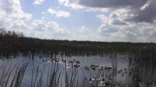 Gran naturaleza de los humedales de Floridas Central — Vídeos de Stock